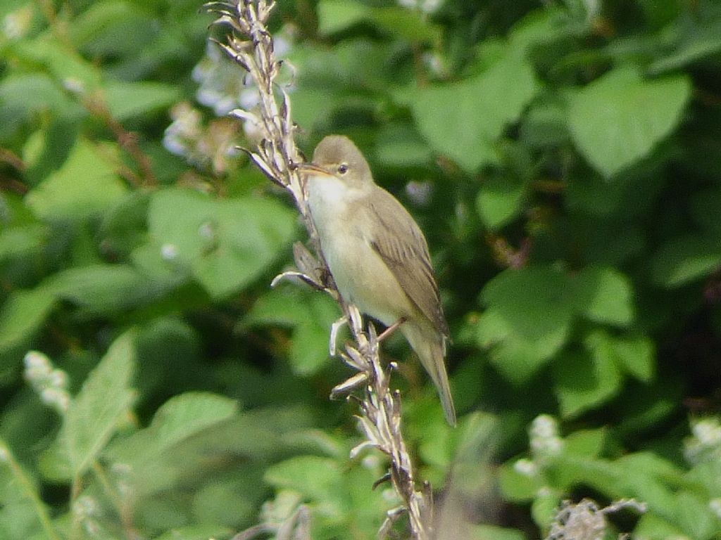 Cannaiola verdognola